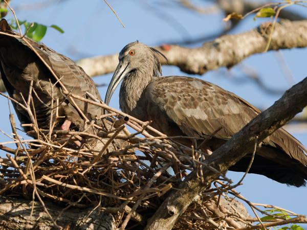 Grijze ibis (Theristicus caerulescens)